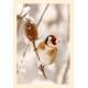 Grußkarte Vogelporträt: Stieglitz im Winter
